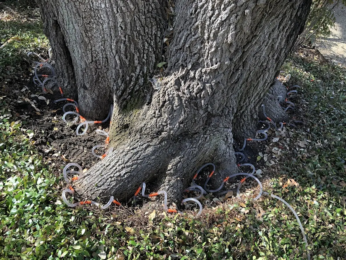 Detailed Tree Cabling and Bracing job site in Cawood