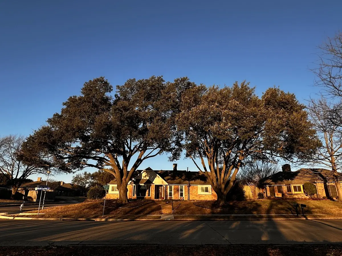 Established residential canopy tree shading a home in Cawood